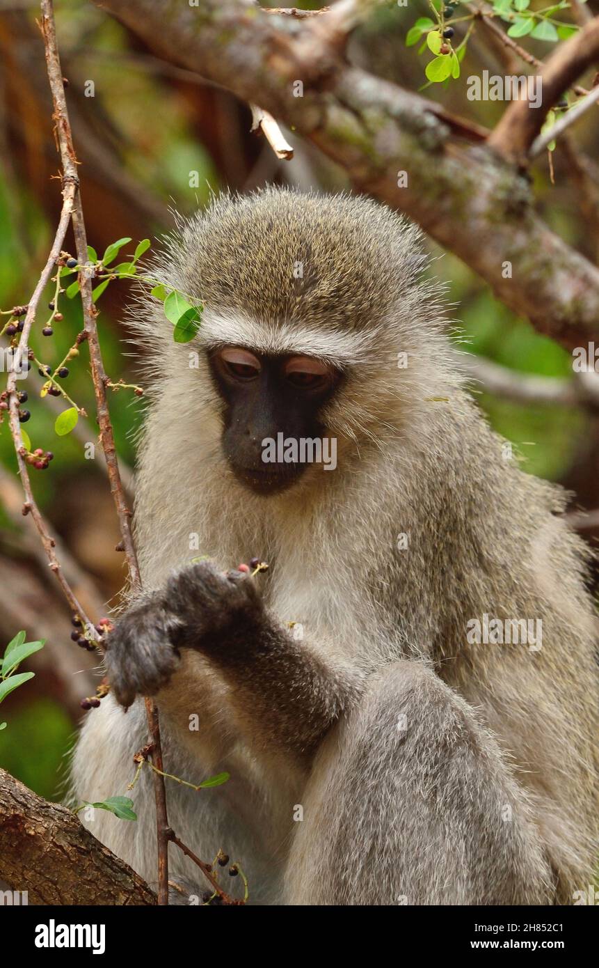 Grüne Meerkatze, Südliche Grünmeerkatze, vervet monkey, Chlorocebus pygerythrus, Kruger-Nationalpark, Südafrika, Kruger National Park, South Africa Stock Photo