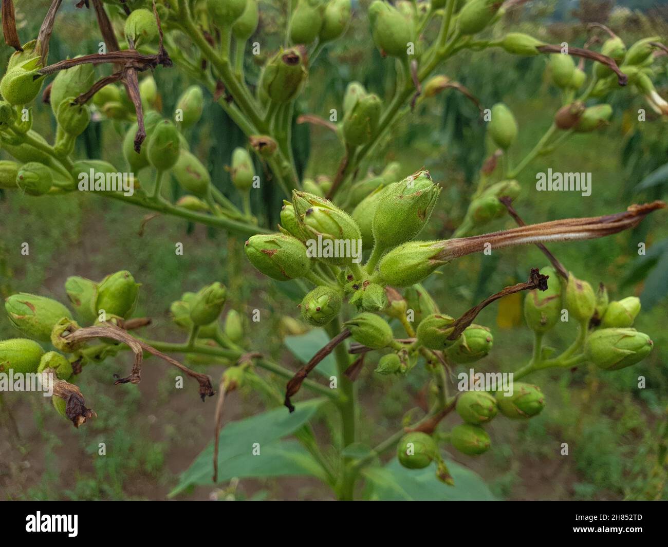 Selective focus shot of a green plant with buds Stock Photo - Alamy