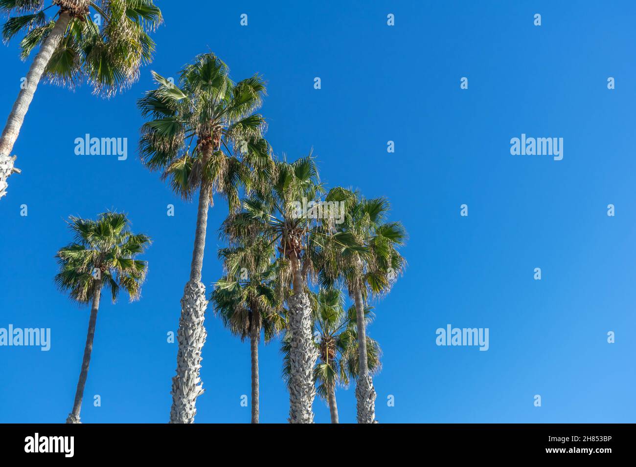 Low angel view of tall palm trees with clear blue sky Stock Photo