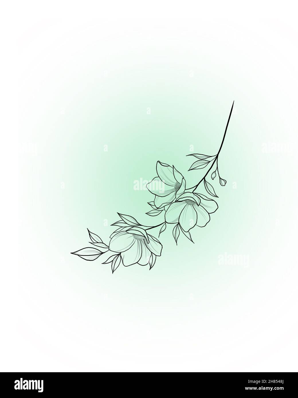 Beautiful sketch of a tattoo - a delicate twig with flowers . Flowers Periwinkle. Hand drawing. Outline. On a white background Stock Photo