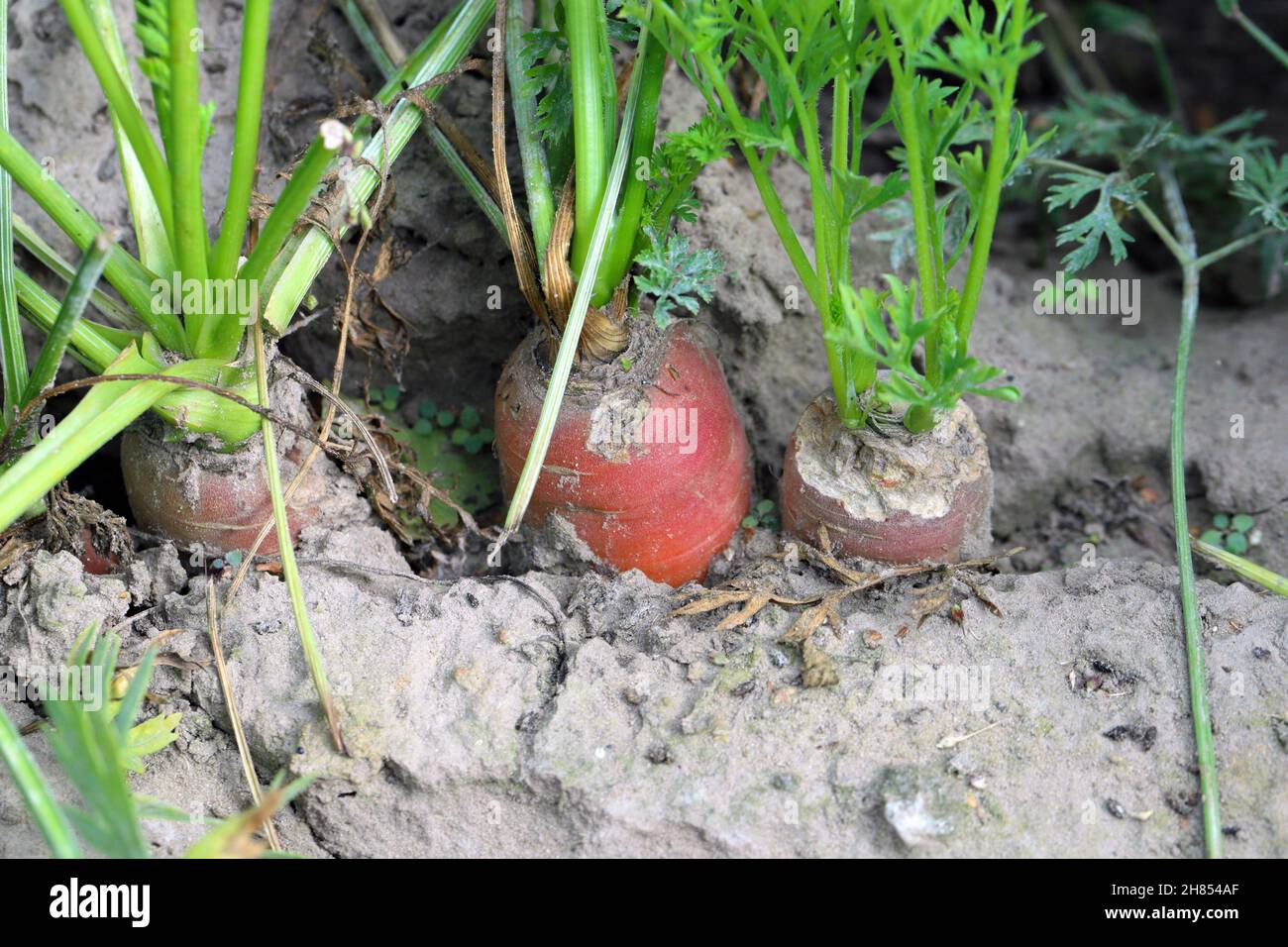 Carrot roots damaged by rodents in the plantation. Stock Photo