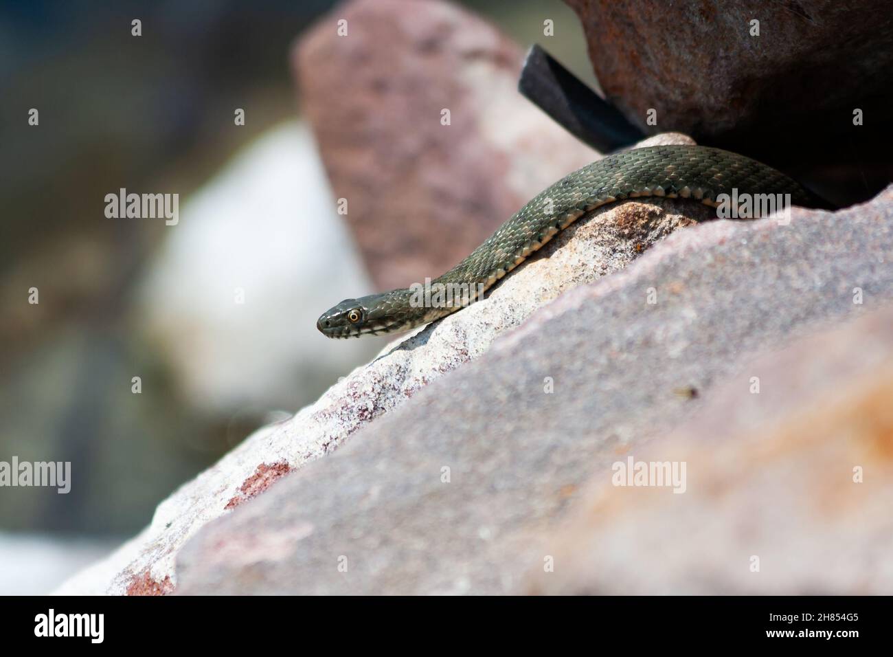 Water snake and grass snake . Freshwater fauna. Reptile and amphibian