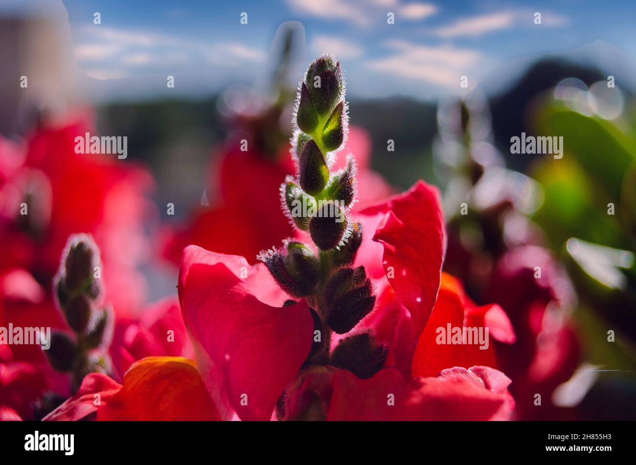 Closeup of a red antirrhinum flower. Stock Photo