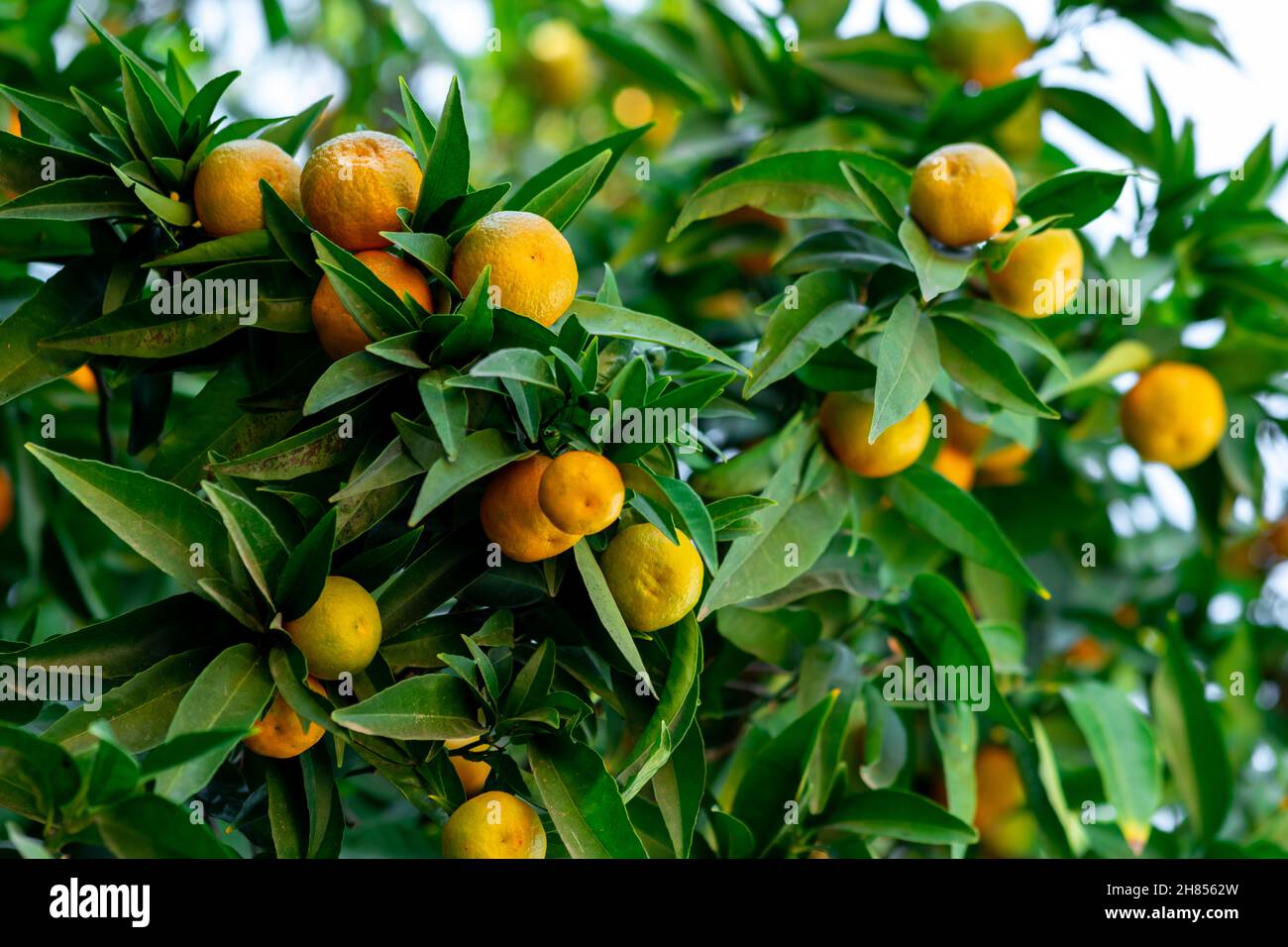 branches of a tangerine tree with ripening fruits closeup Stock Photo