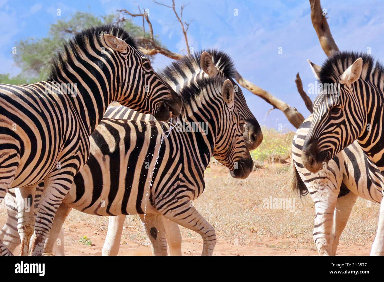 Plains Zebras (Equus quagga) in the dusty desert of the NamibRand Nature Reserve, Hardap Region, Namibia. Stock Photo