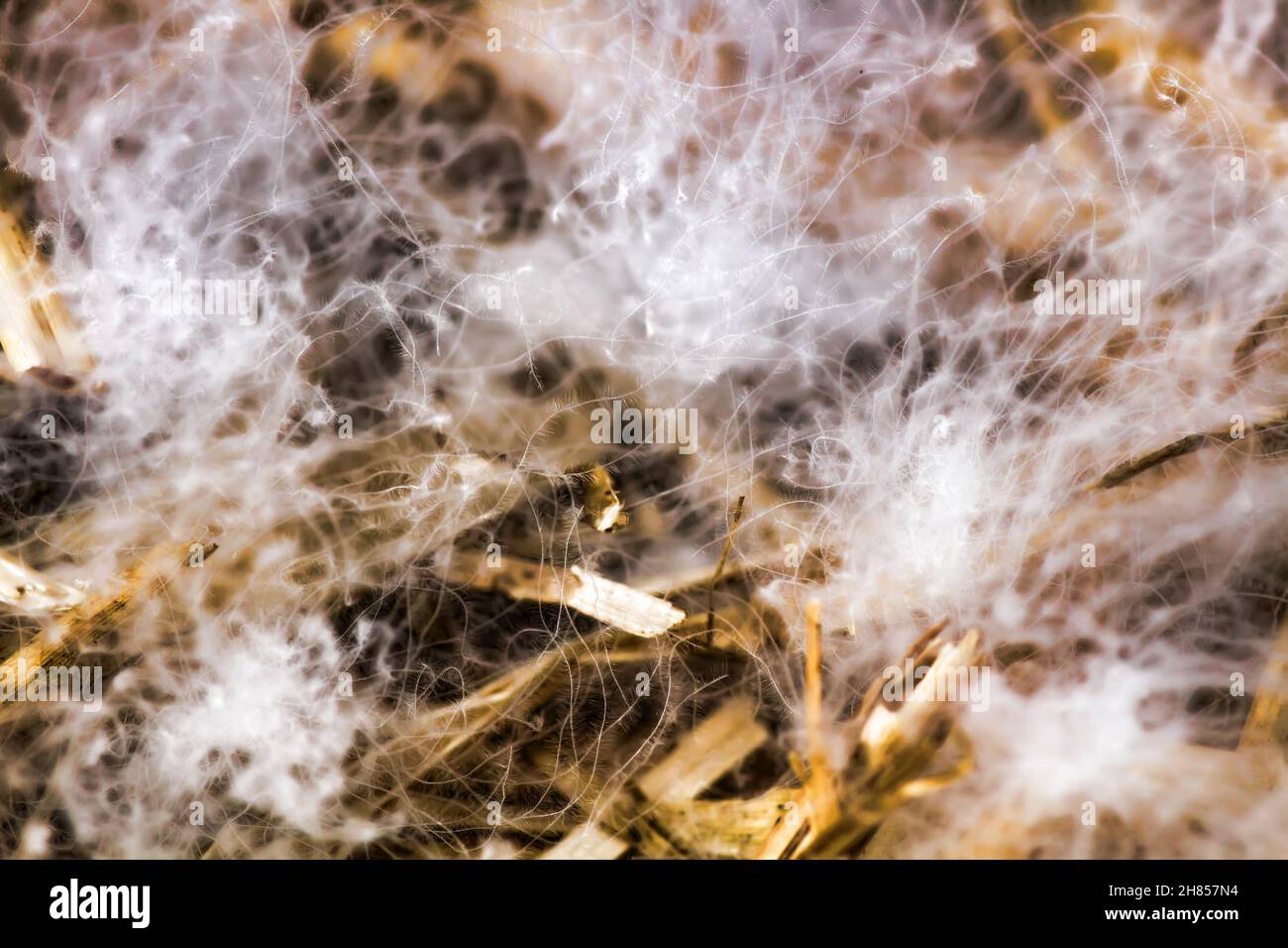 Famous Swan's down from North Europe nest. Macrostructure Stock Photo