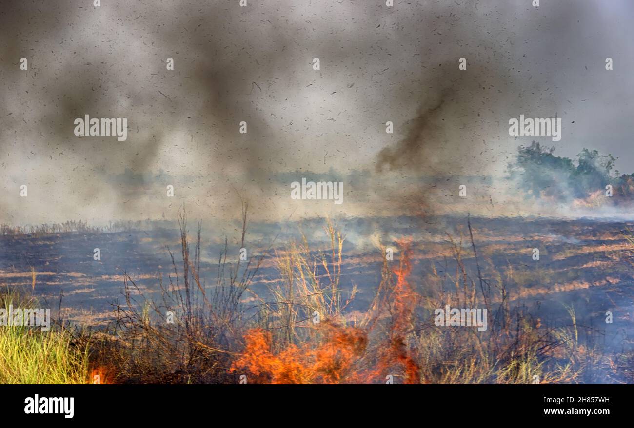 Agricultural burning. Farmers burn dry rice straw in drained fields