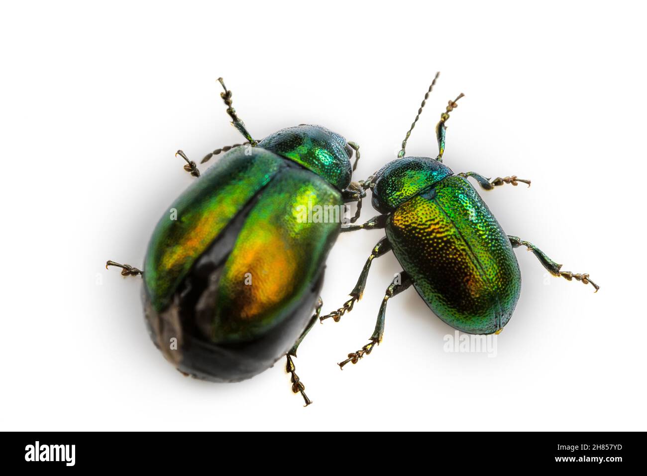 Defoliator, Tansy Beetle (Chrysolina graminis) feeds on the leaves of plants, invasive species. breeding season, left female before laying eggs. Insec Stock Photo