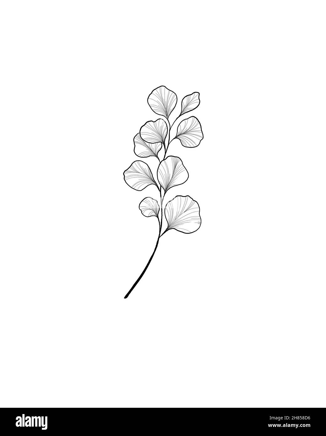 Hand drawn Ginkgo biloba leave. outline ginkgo leaf. Floral exotic leave  illustration for your design.