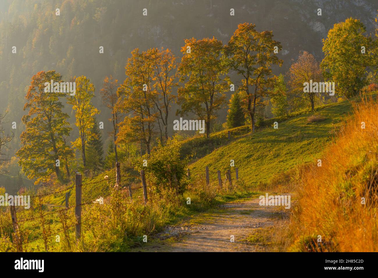 Hiking trail in warm October light thourh the hills above Reit im Winkl, Chiemgau region, upper Bavaria, Bavarian Alps, Southern Germany, Europe Stock Photo