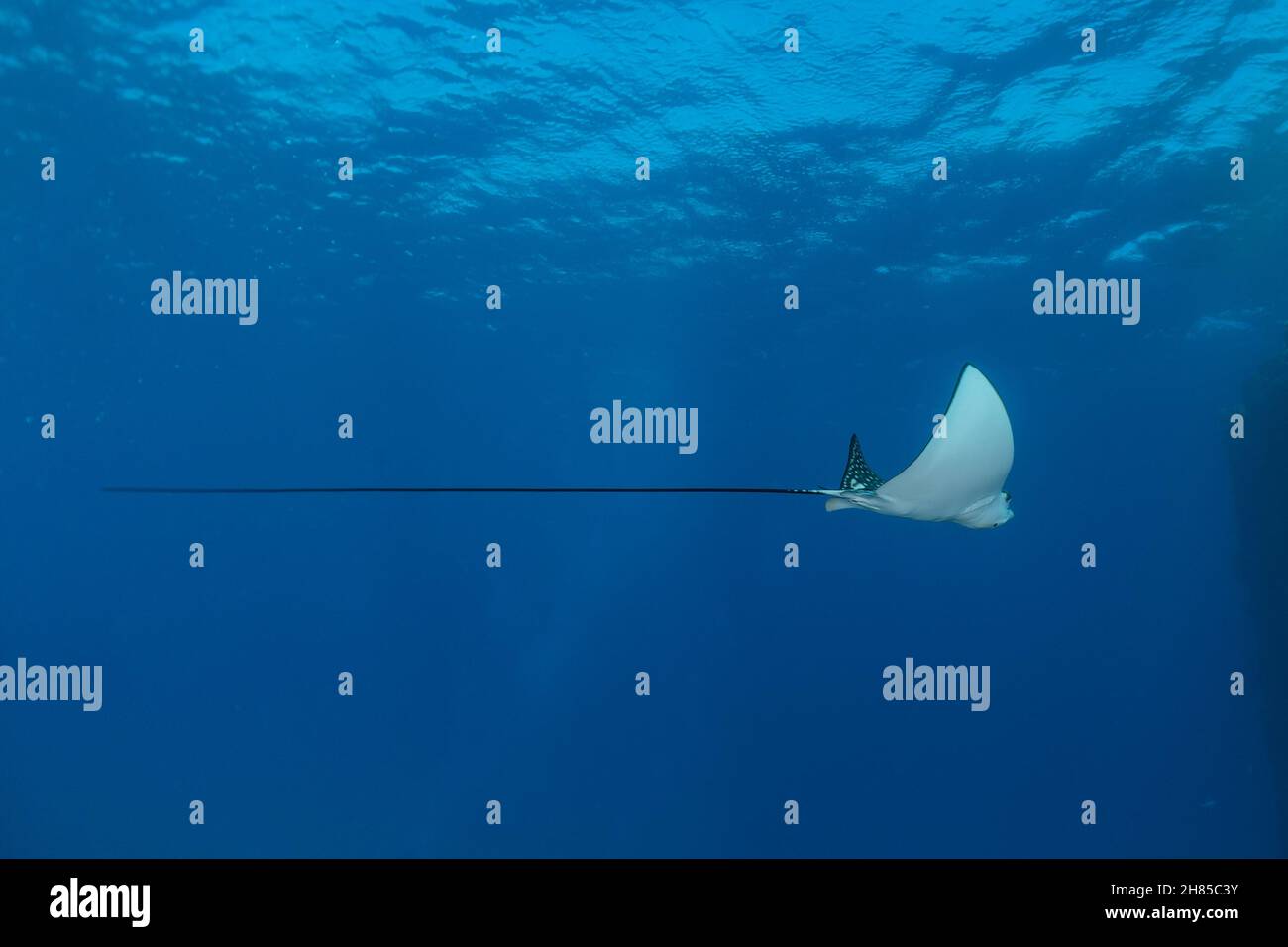 Manta Rays swim in the Maldives Islands Amazing animal Stock Photo - Alamy