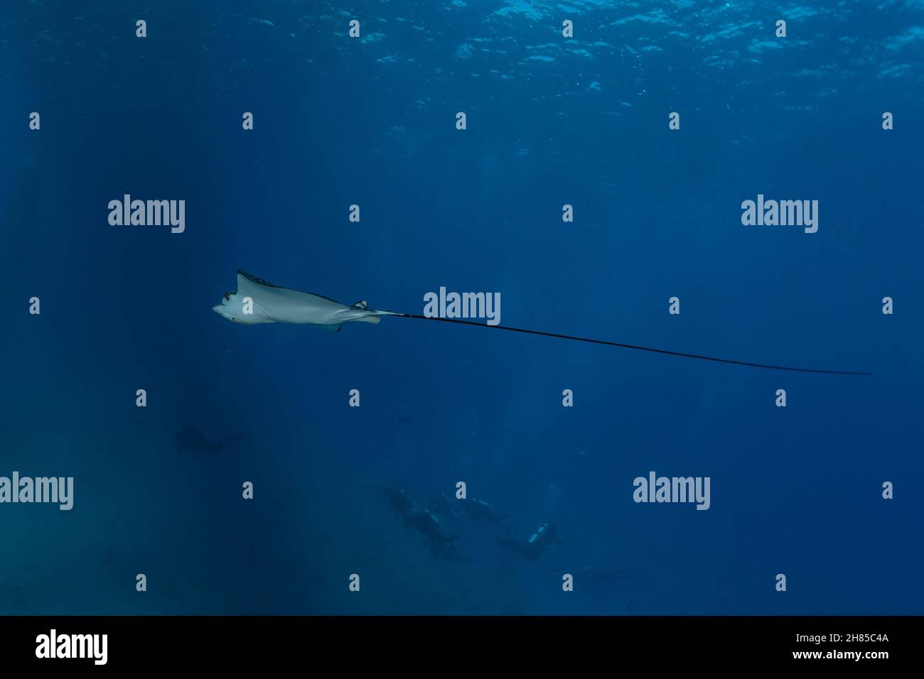 Manta Rays swim in the Maldives Islands Amazing animal Stock Photo - Alamy