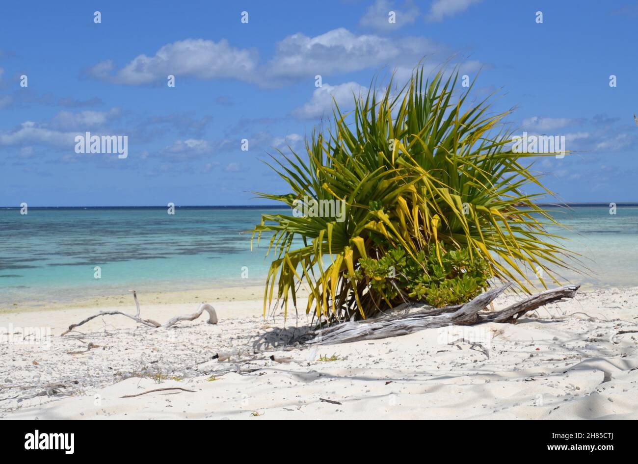 Idyllic white sand beach view and pandanus palm on the crystal clear lagoon and reef at Heron Island on the Great Barrier Reef Stock Photo