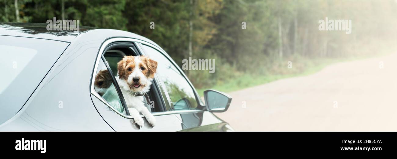 Dog travel by car. Jack Russell Terrier enjoying road trip. Pets travel concept. Banner. Stock Photo