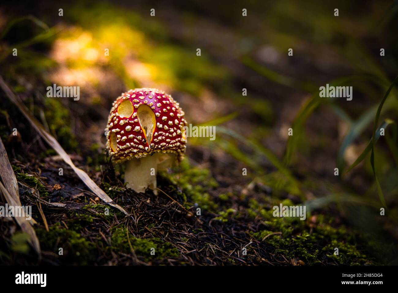 Amanita muscaria. Red spotted mushroom fungi. Fly agaric. Beautiful nature landscape. Green moss, blurred background. High quality photo Stock Photo