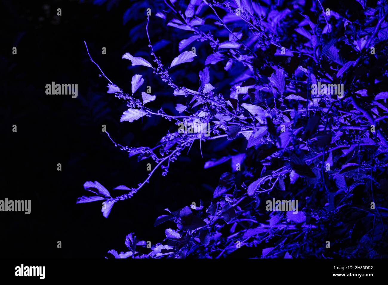 a shrub at night illuminated by a purple light creates a mysterious, spooky, eerie image Stock Photo