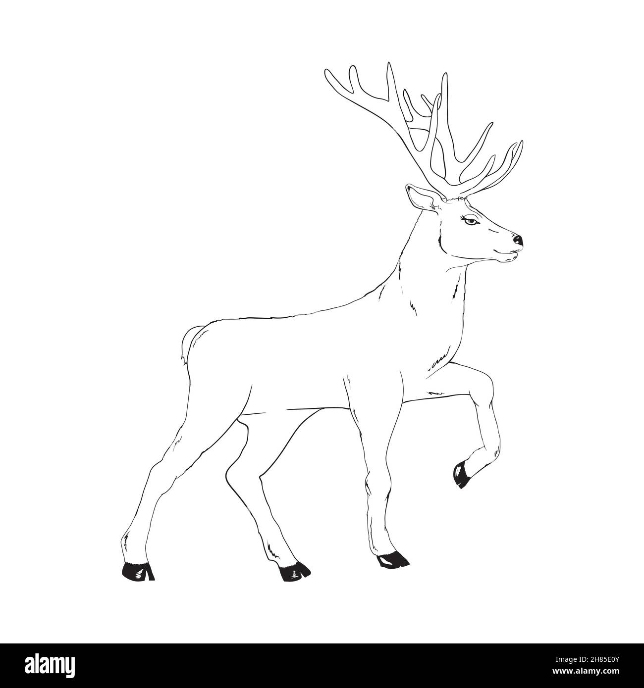Beautiful noble deer are ruminant mammal in family. Side view. Vector monochrome freehand ink drawn background sketchy in art scribble style pen on pa Stock Vector