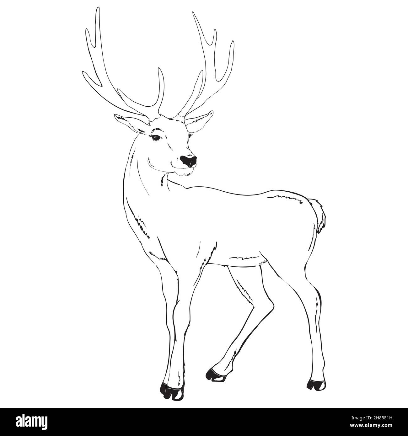 Beautiful noble deer are ruminant mammal in family. Side view. Vector monochrome freehand ink drawn background sketchy in art scribble style pen on pa Stock Vector