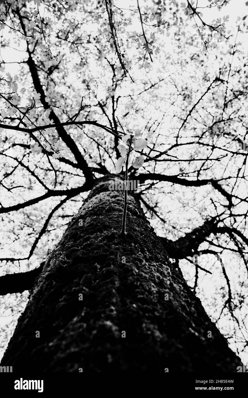 Black and white tree image. Tree branches silhouette against white sky ...