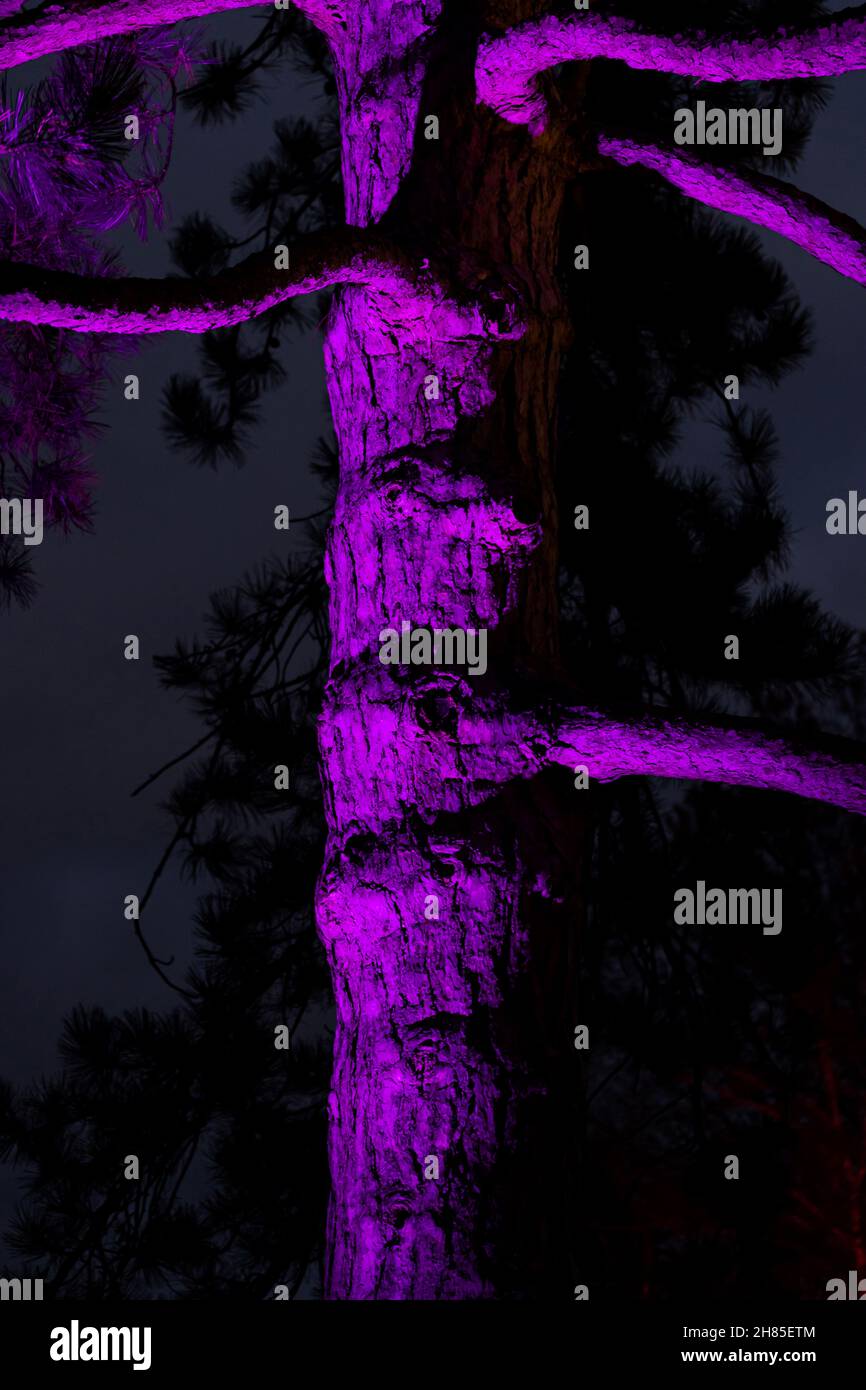 large tree trunk at night lit by a magenta colored light creates a mysterious, spooky, eerie image Stock Photo