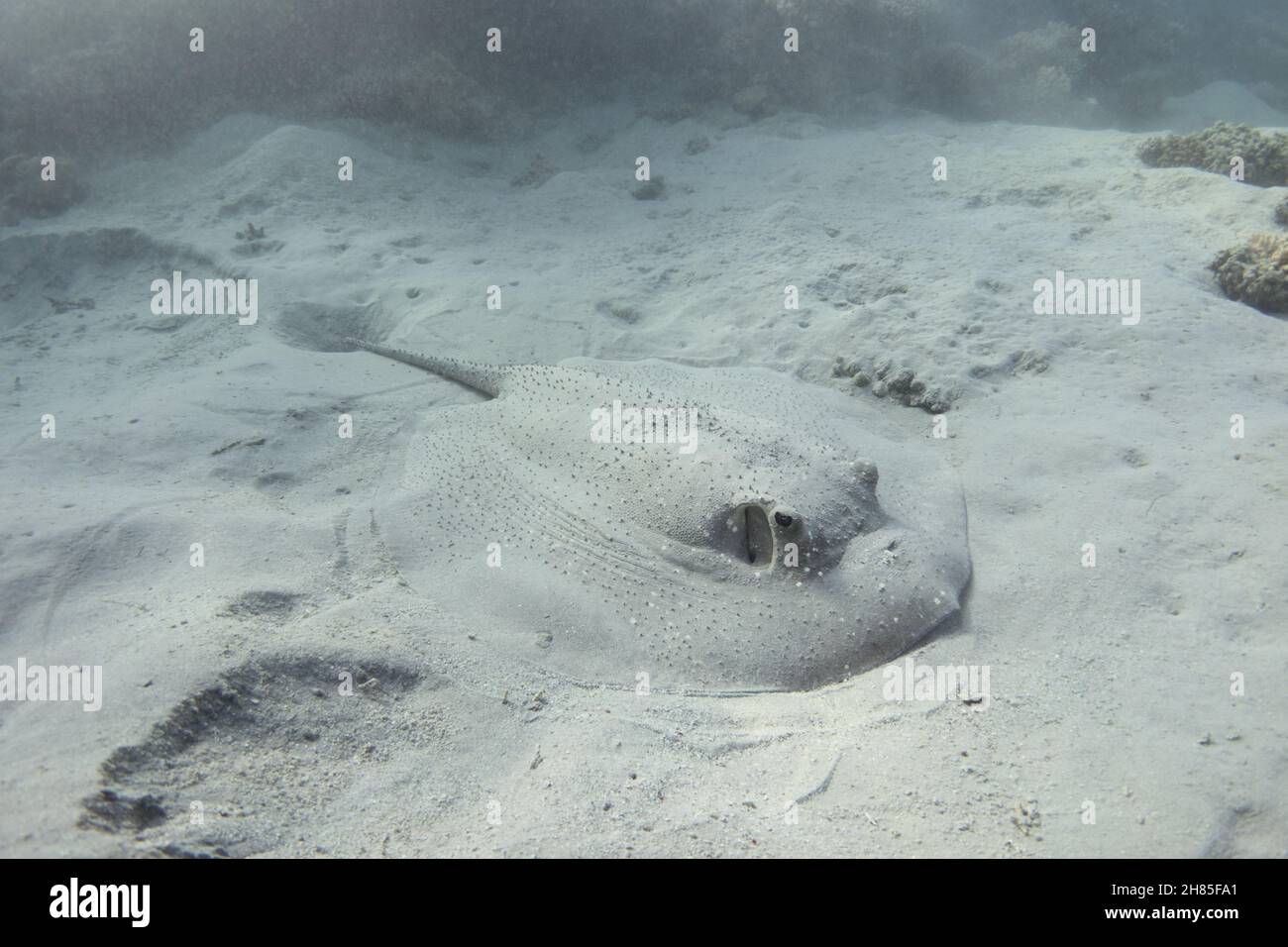 Porcupine ray (Urogymnus asperrimus) on the ocean floor underwater. Rare stingray, also known as Porcupine whipray  or Thorny ray. Stock Photo