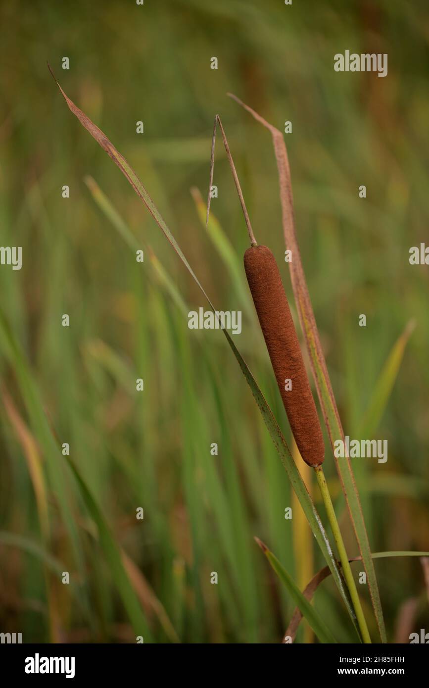 Typha Field Shallow focus of a field of Typha plant on a green blurred background ...