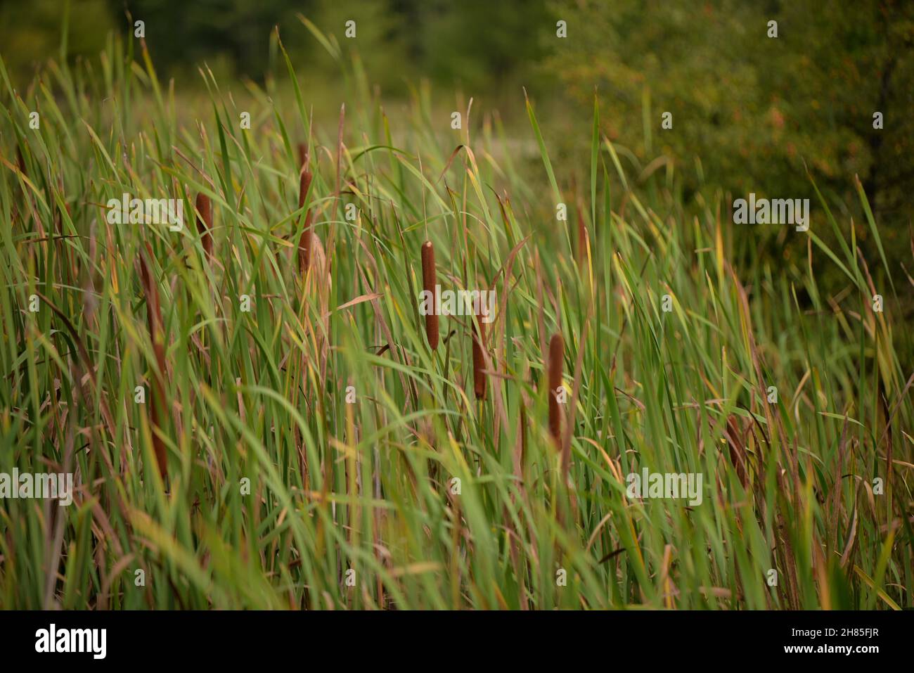 Typha Field Shallow focus of a field of Typha plant on a green blurred background ...