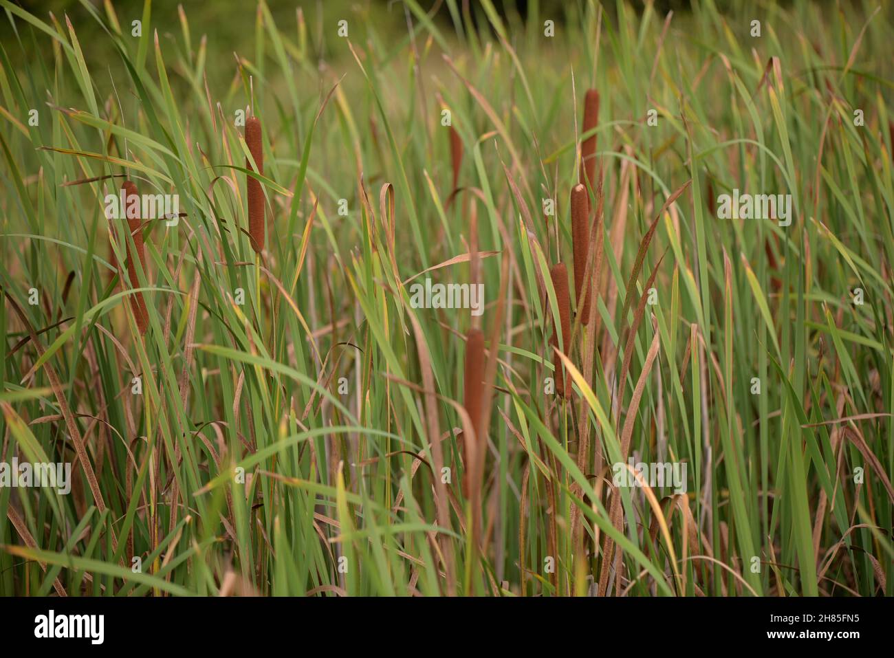 Typha Field Shallow focus of a field of Typha plant on a green blurred background ...