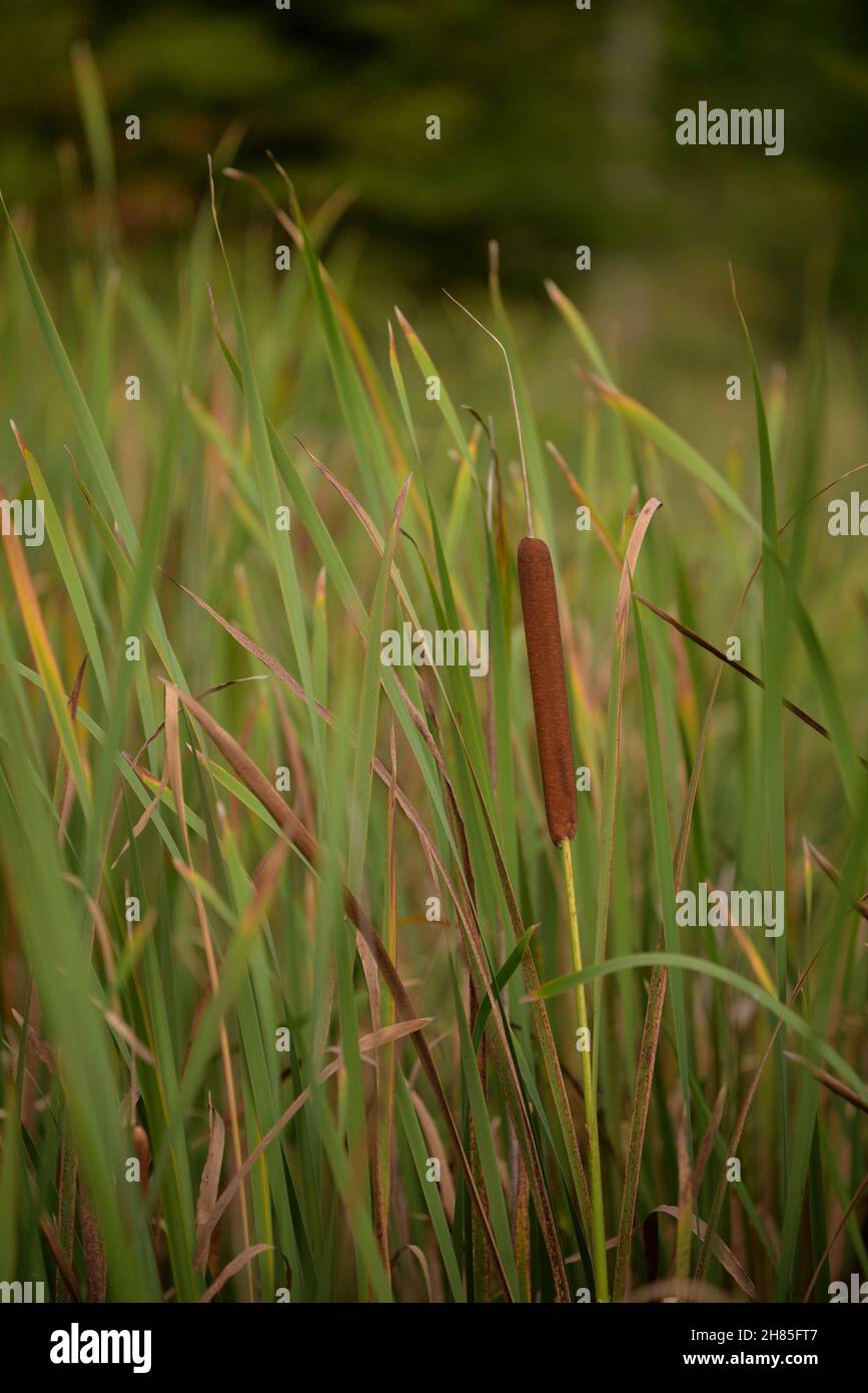 Typha Field Shallow focus of a field of Typha plant on a green blurred background ...