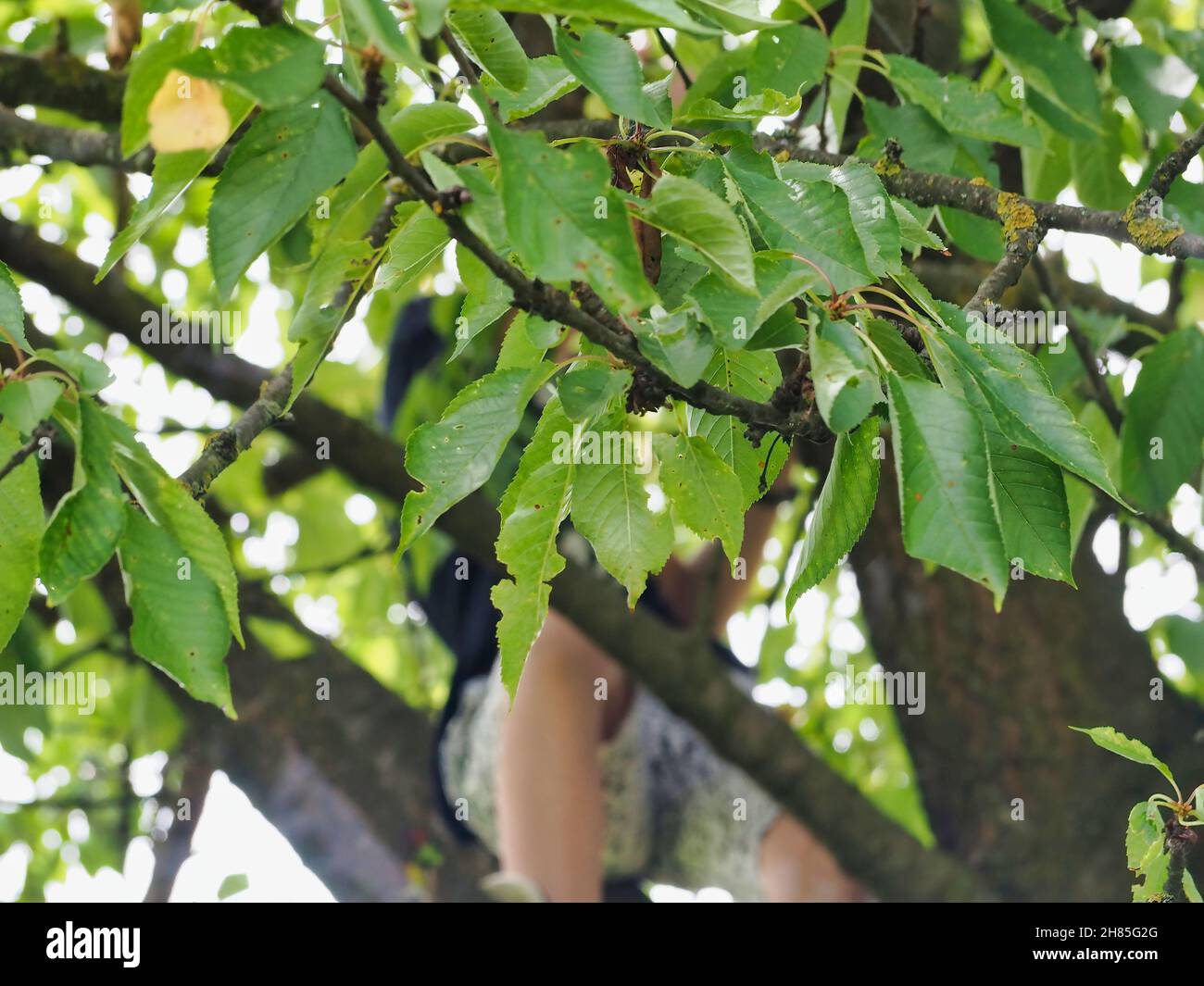 Boy climbing tree hi-res stock photography and images - Alamy