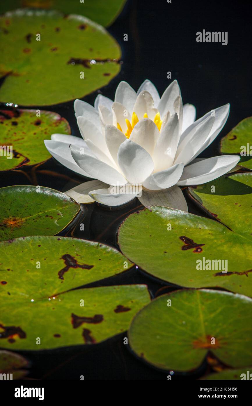 A water lily growing in a Massachusetts pond Stock Photo Alamy