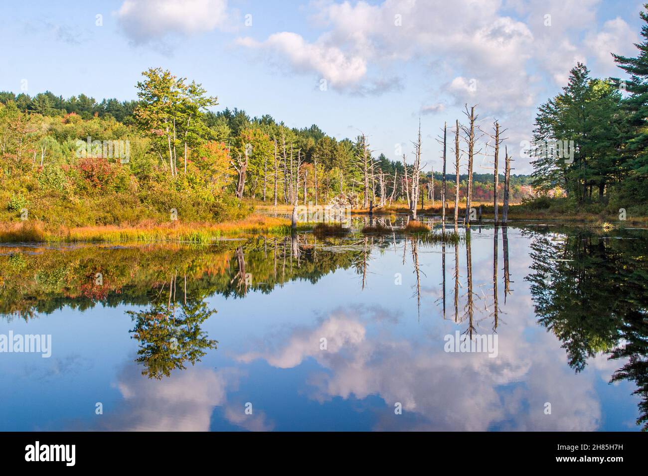 A beaver pond in the Birch Hill Dam Lake Dennison Recreation Area in