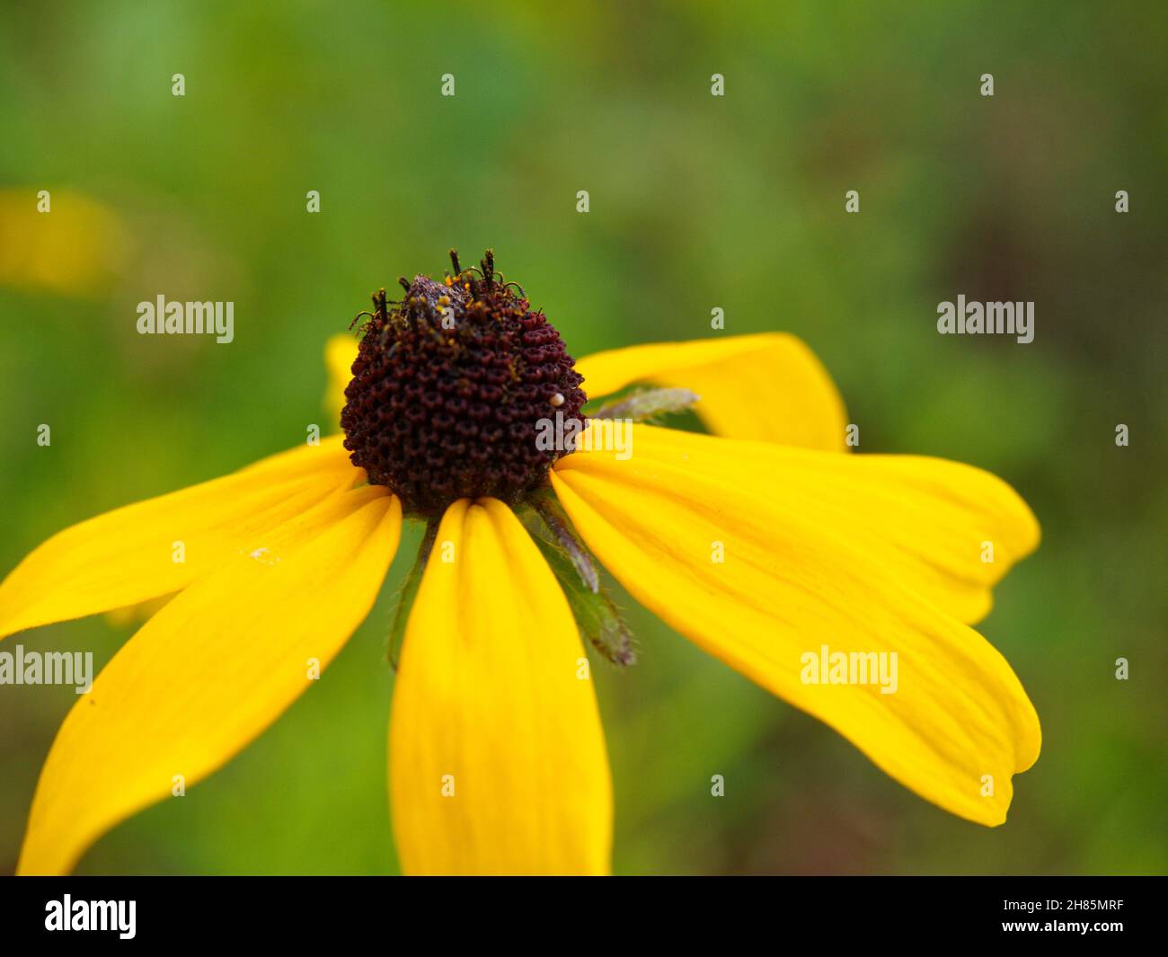 a Black-eyed susan flower in bloom Stock Photo - Alamy