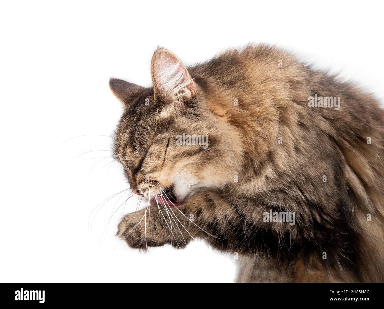 Fluffy cat with long whiskers hires stock photography and images Alamy