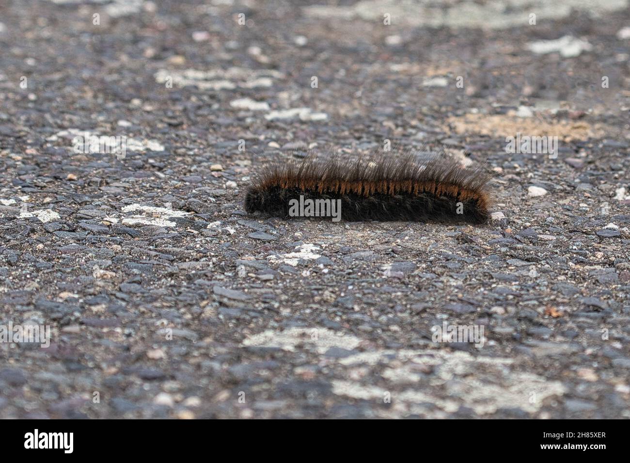Caterpillar feeding on a leaf. a single animal close up. When they occur in large numbers, they are very harmful. Stock Photo