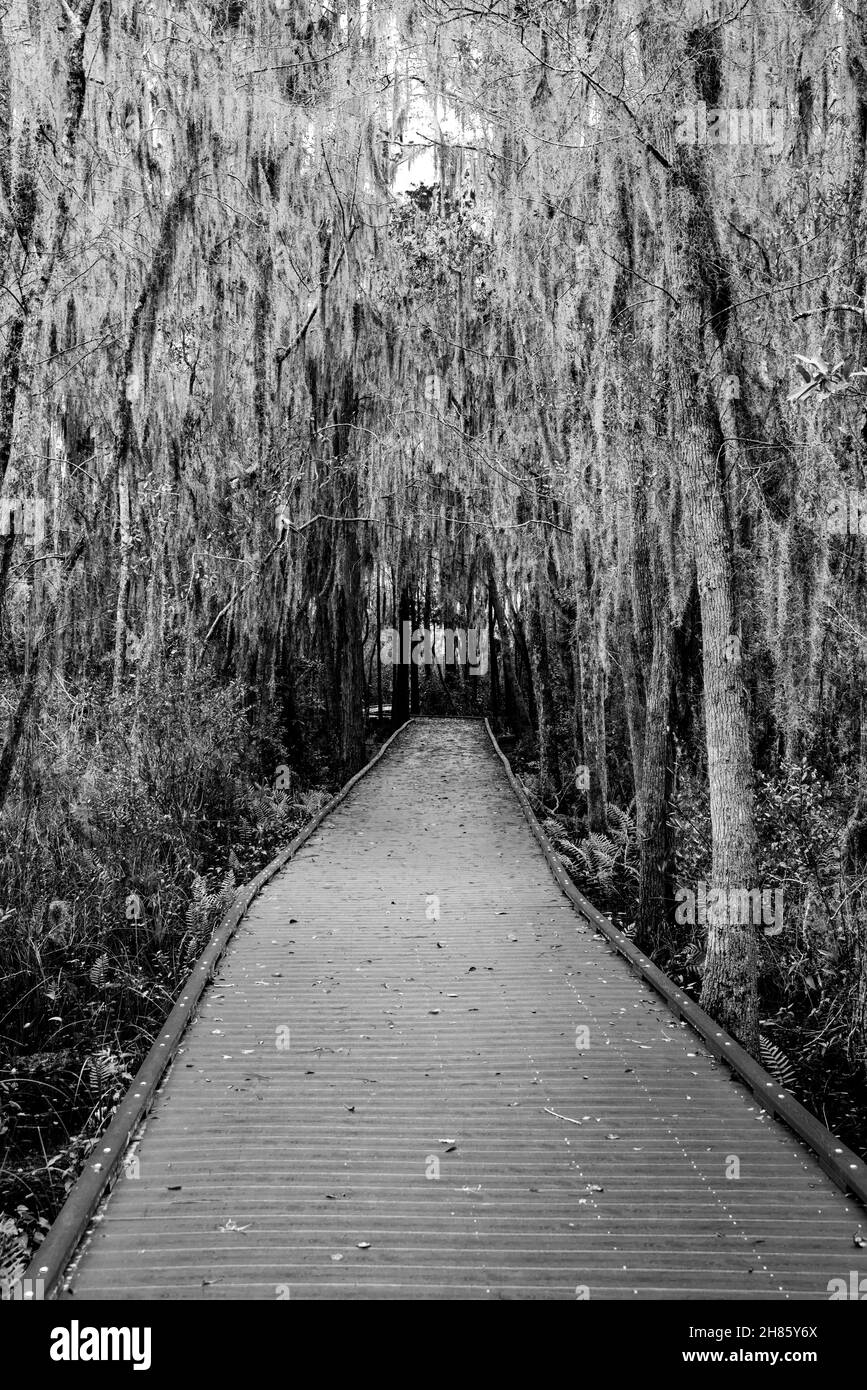 A spooky looking boardwalk trail between trees draped in Spanish Moss in black & white. Okefenokee National Wildlife Refuge, Folkston, Georgia, USA Stock Photo