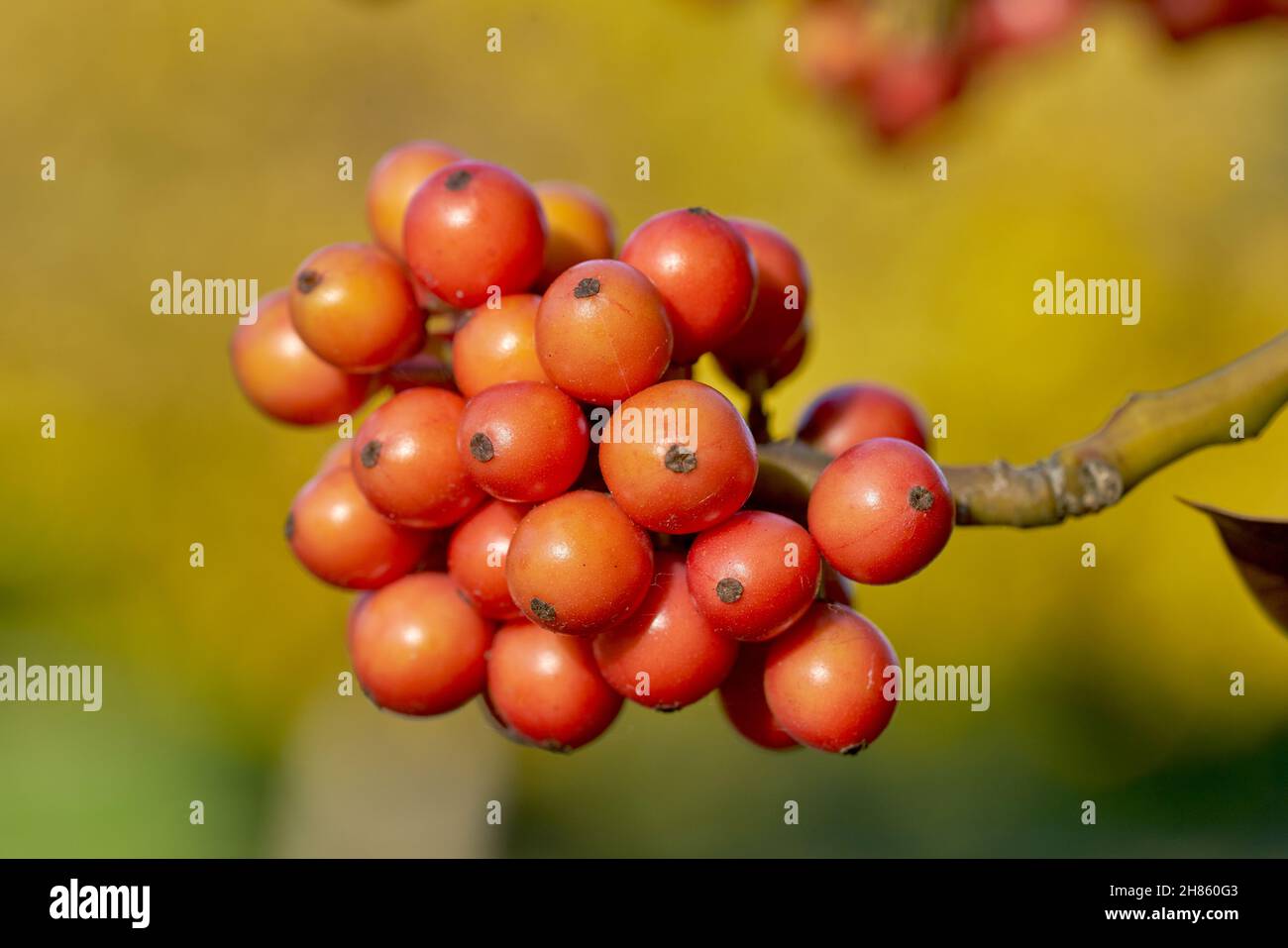 rowan berries sorbus tree subrus acuparia Stock Photo