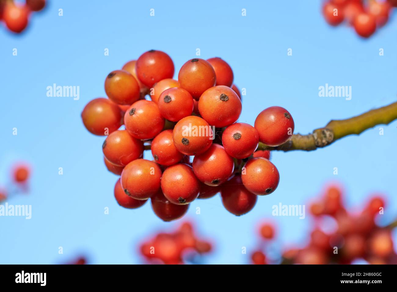 rowan berries sorbus tree subrus acuparia Stock Photo
