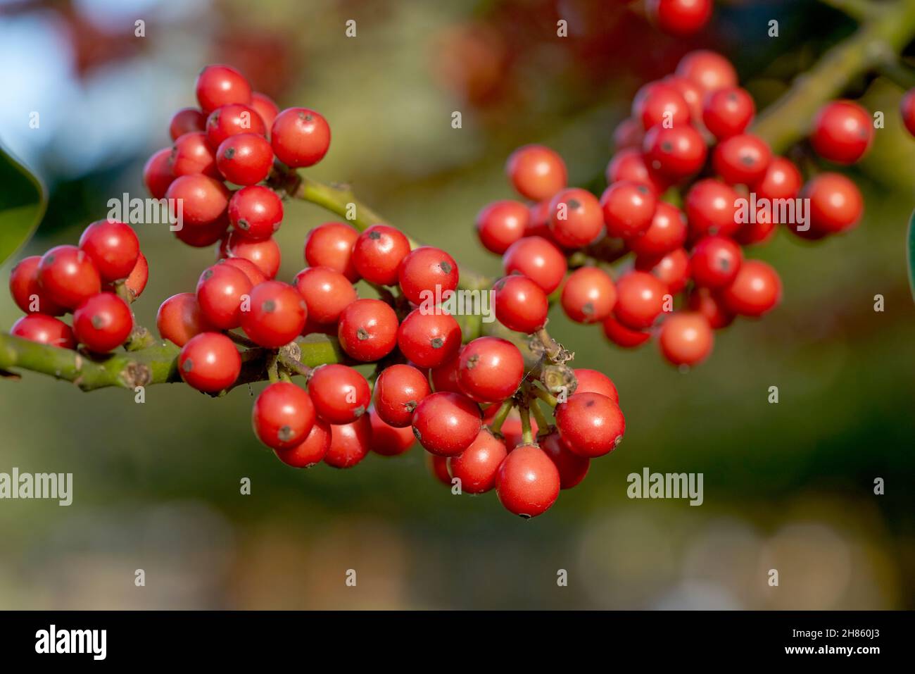 rowan berries sorbus tree subrus acuparia Stock Photo