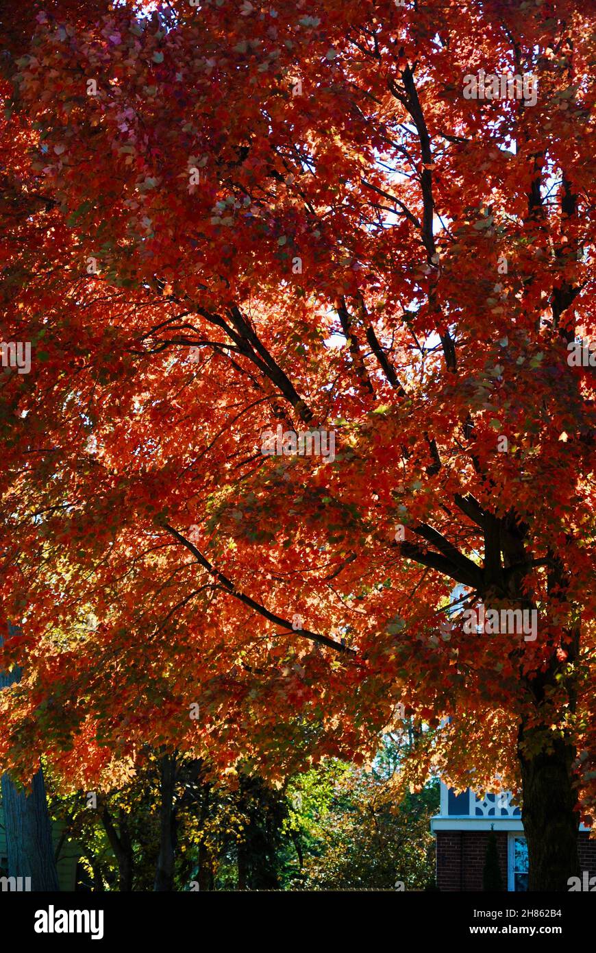 Tree with beautiful autumn leaves Stock Photo