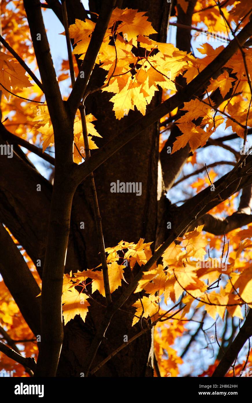 Tree with beautiful autumn leaves Stock Photo