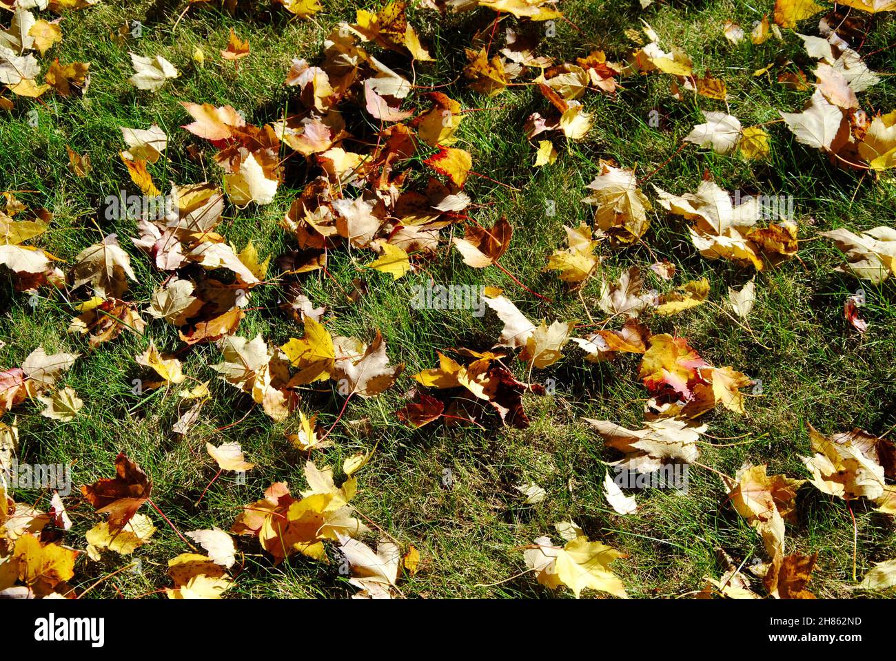 Colorful autumn leaves covering green grass in Lakewood, Ohio Stock Photo