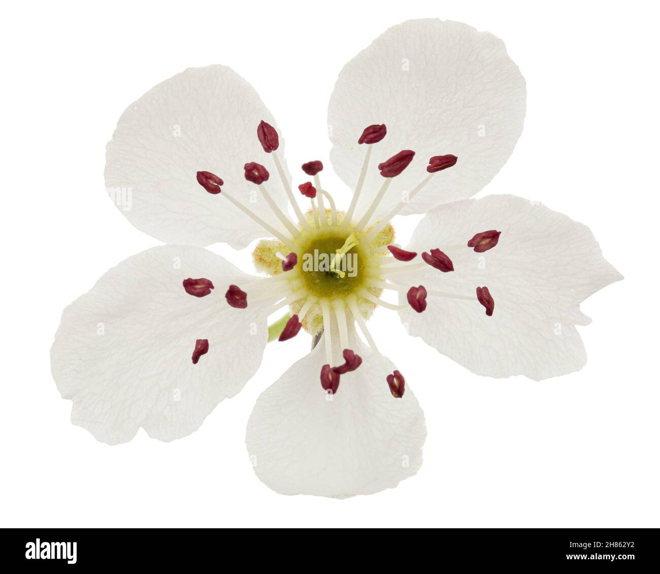 Pear flowers, isolated on white background Stock Photo