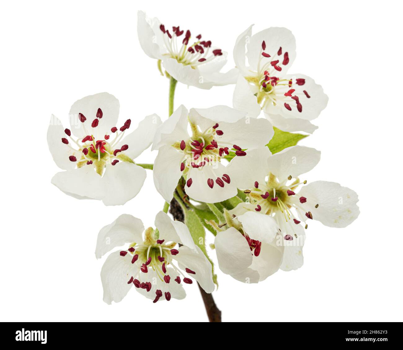 Pear flowers, isolated on white background Stock Photo