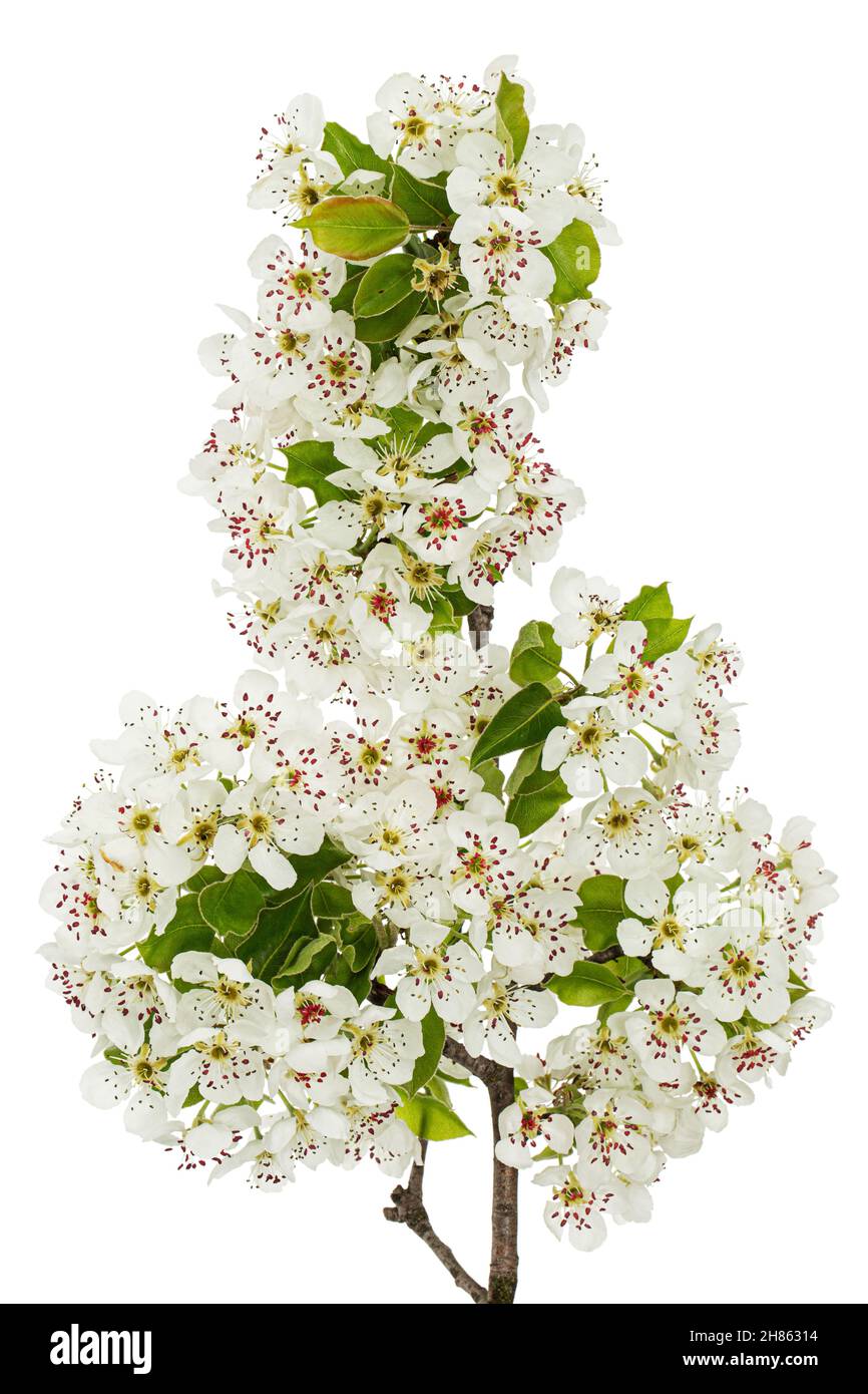 Pear flowers, isolated on white background Stock Photo