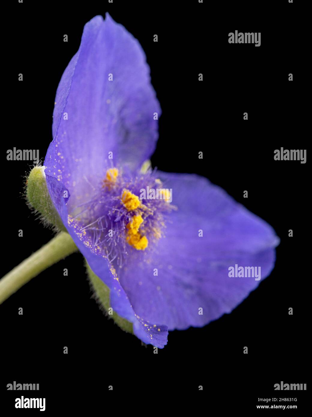 Violet flower of tradescantia, isolated on black background Stock Photo