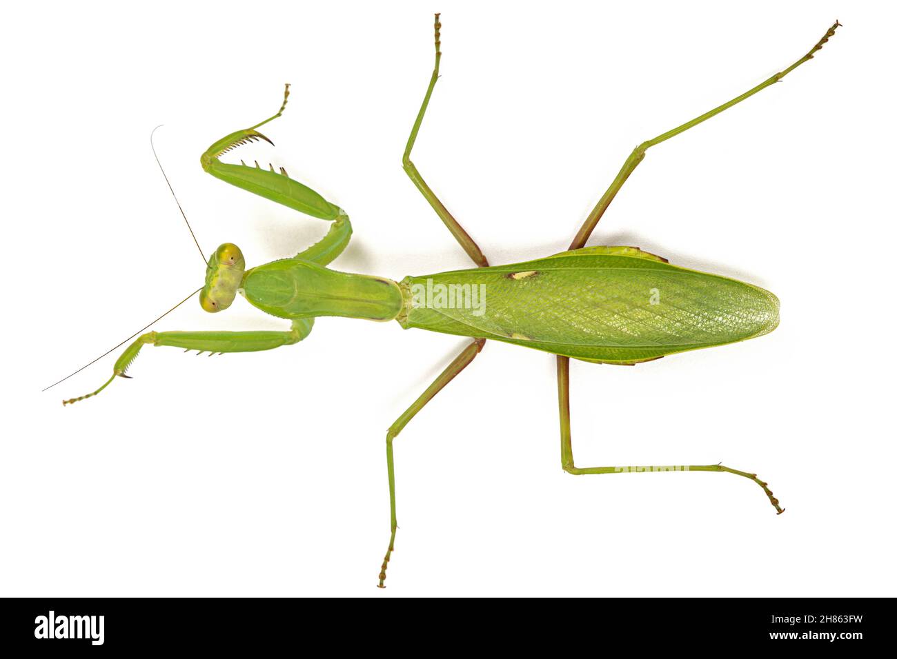 Mantis ordinary or mantis religious, isolated on white background Stock ...