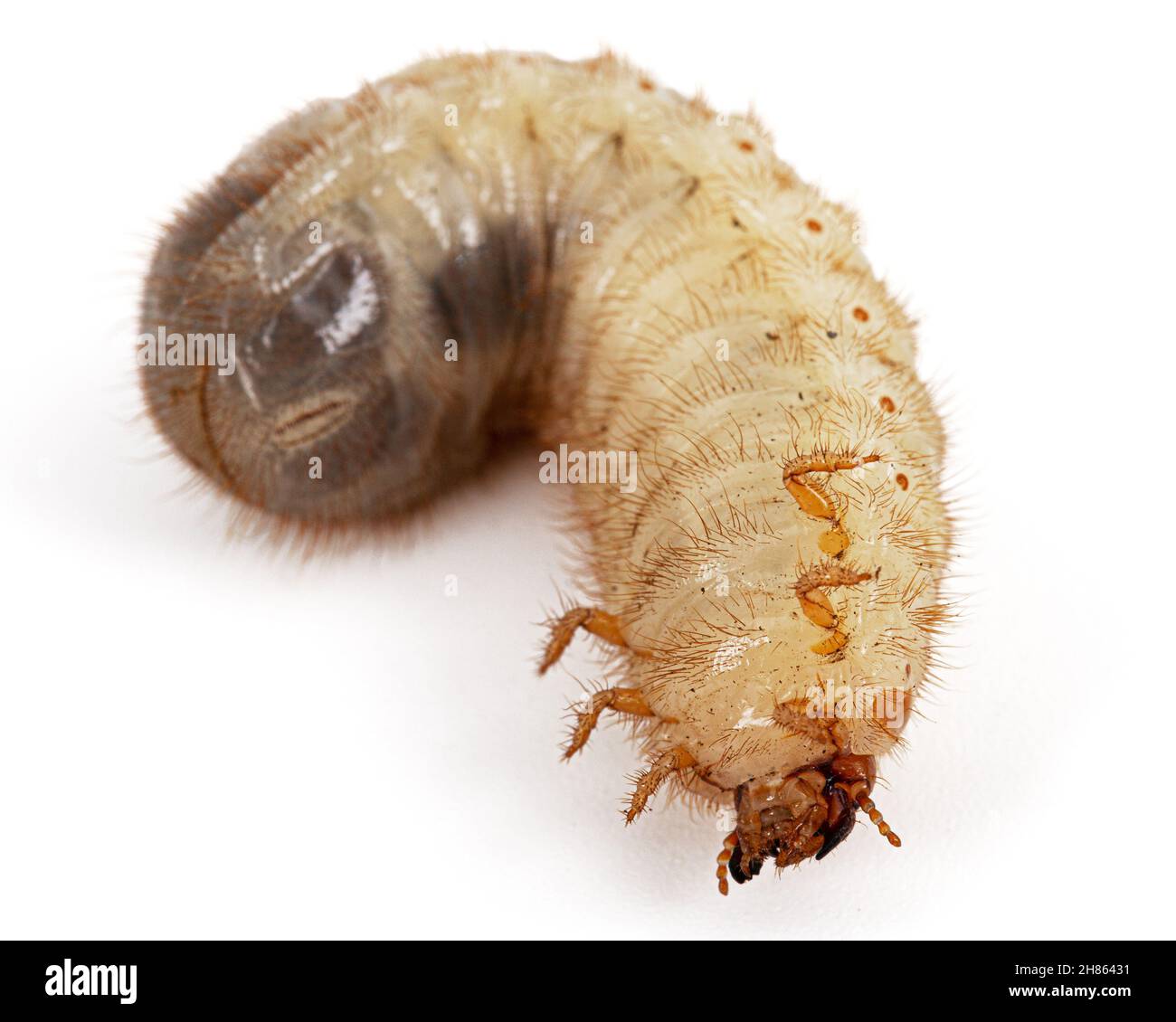 May beetle larvas, lat. Melolontha , Phyllophaga, isolated on white background Stock Photo