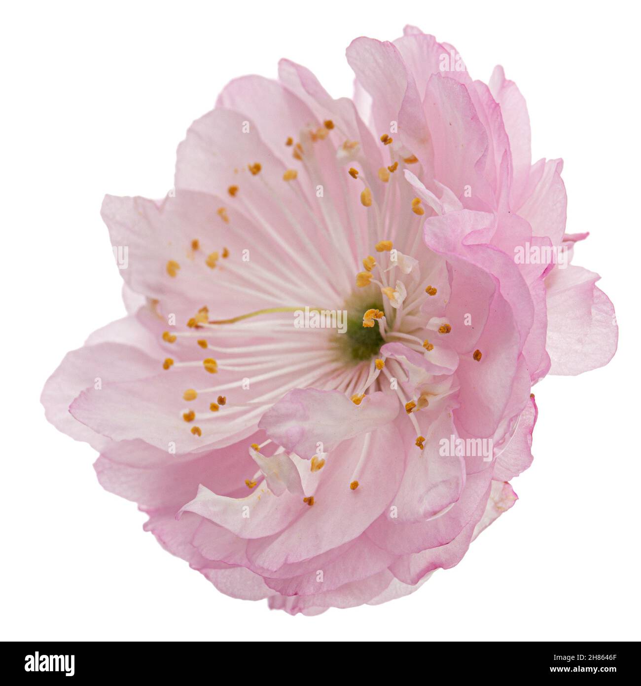 Pink flower of almond, isolated on white background Stock Photo - Alamy