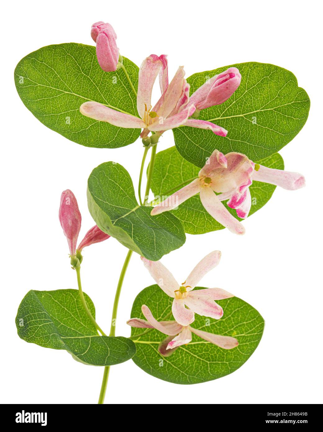 Flowers of Tatar honeysuckle, lat. Lonicera tatarica, isolated on white background Stock Photo
